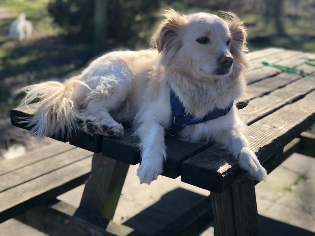 Cane Update März 2
