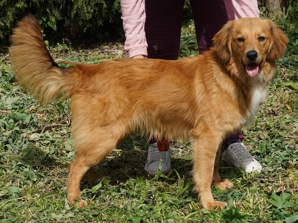 Retriever Mix fliegt nach Hamburg.