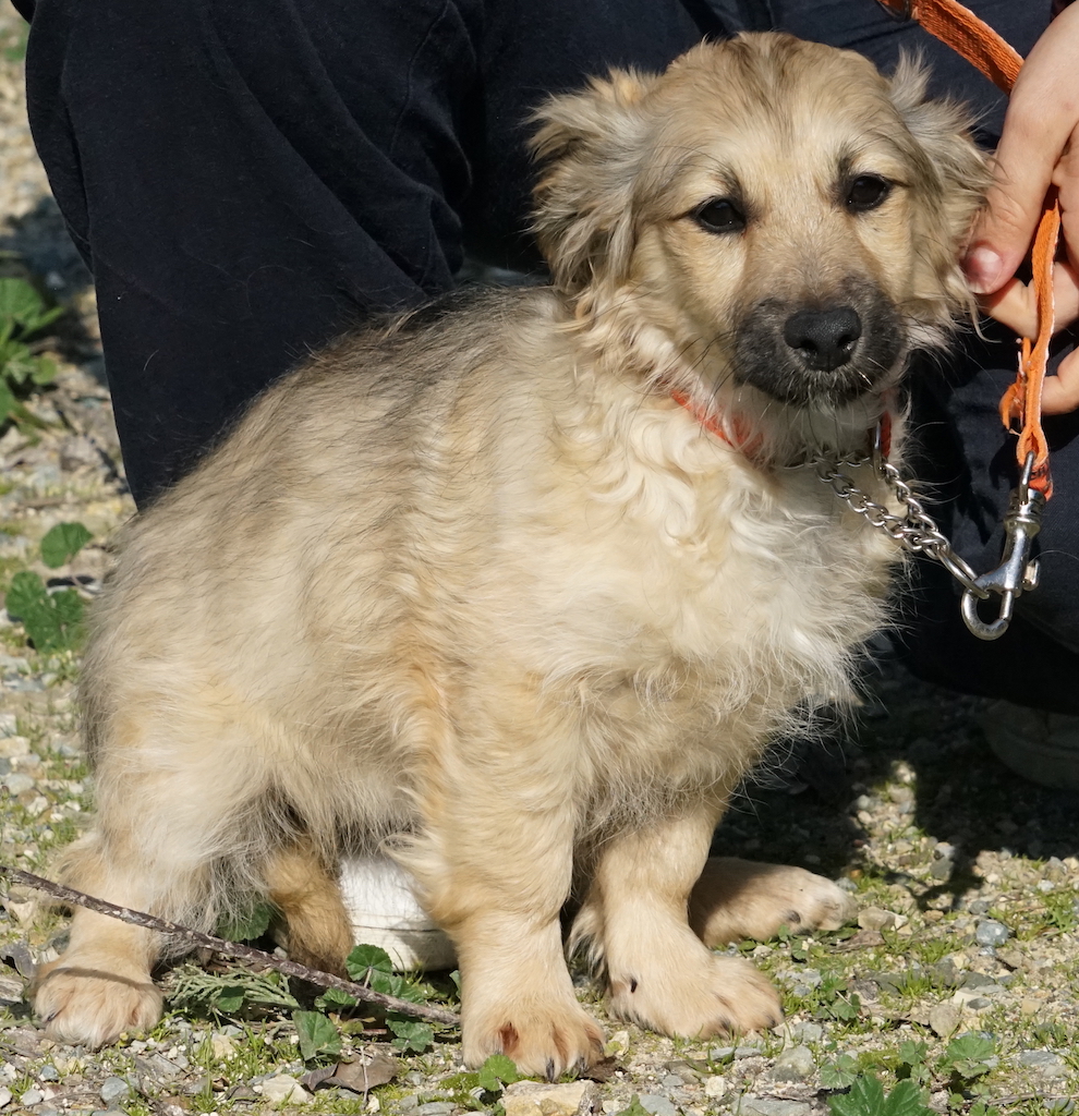 Kokoni Terrier Welpe Zypern Tierschutz 95