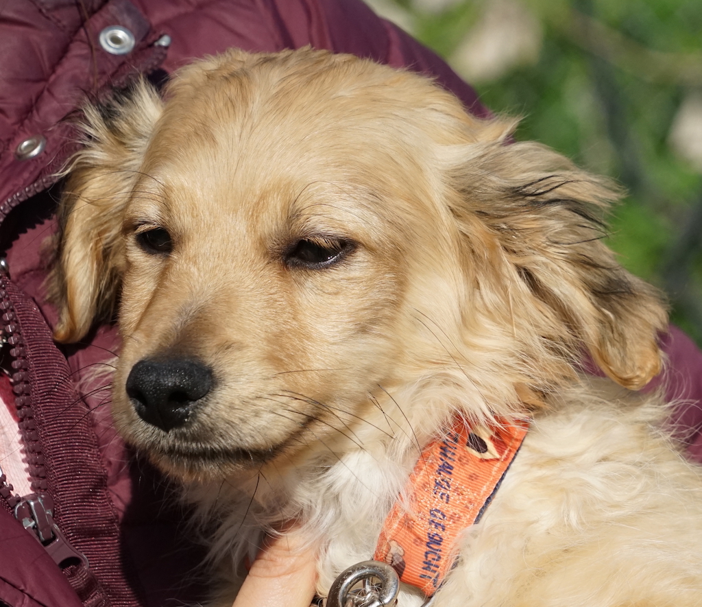 Kokoni Terrier Welpe Zypern Tierschutz 81