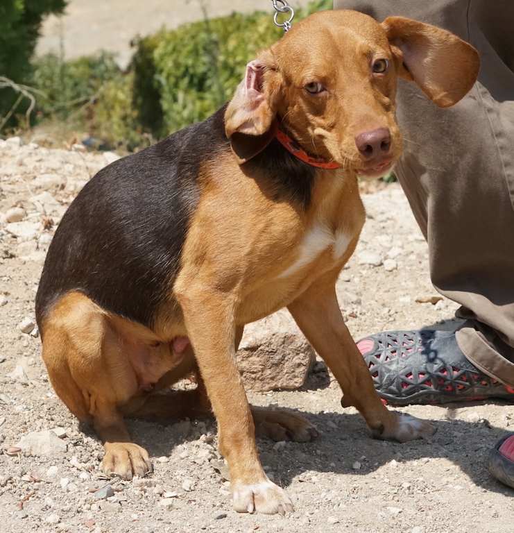 Jagdhund Mix Welpe aus Zypern fliegt nach Hamburg.