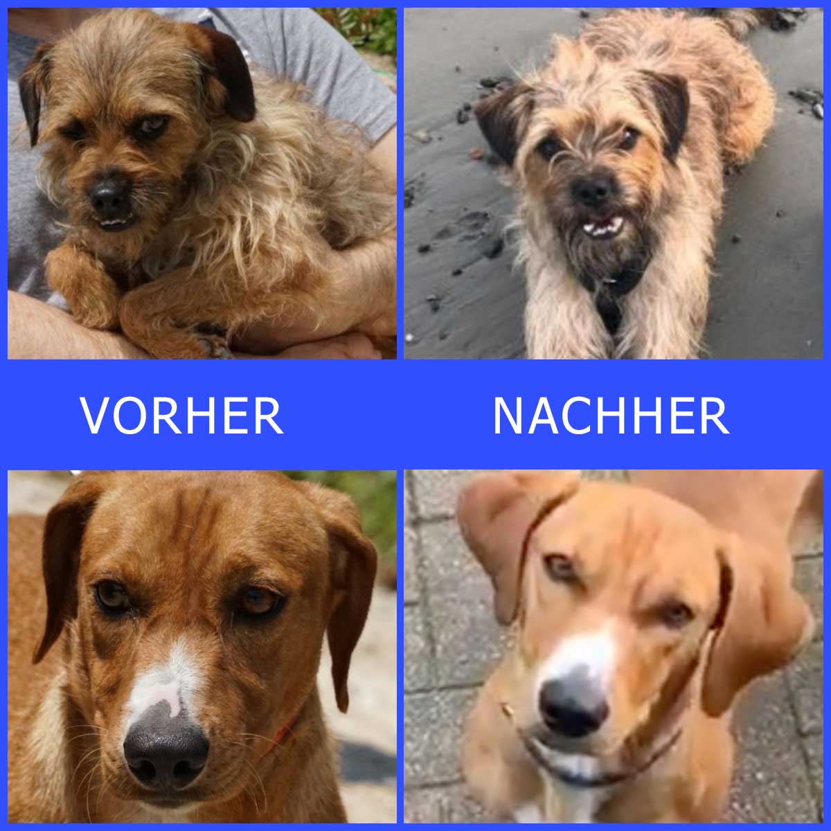 Vorher Nachher Bilder von unsern ehemaligen Angsti Zypernpfoten.