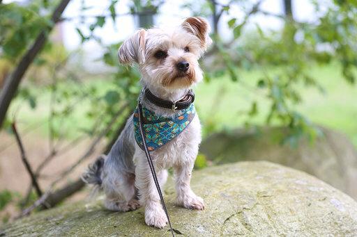 Yorkshire Terrier Rüde aus dem Tierschutz auf Zypern.