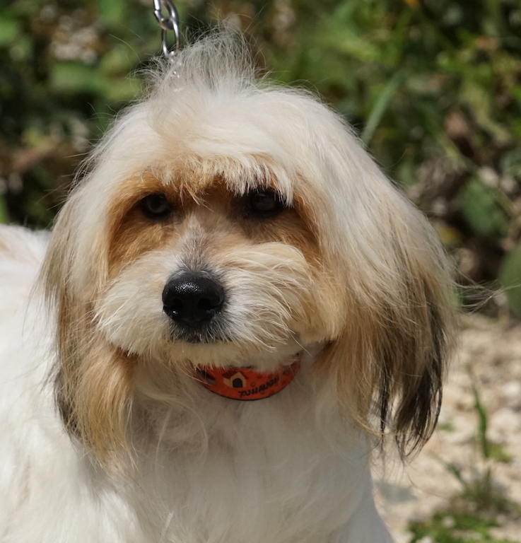 Terrier Mix Hündin aus dem Tierheim auf Zypern fliegt nach Hamburg.