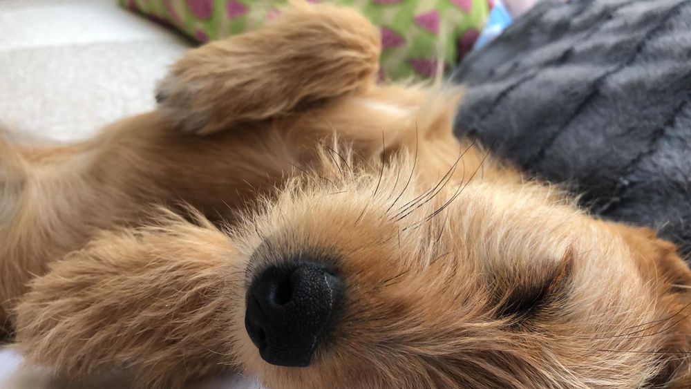 Terrier Mischlings Welpe aus dem Auslandstierschutz auf Zypern.