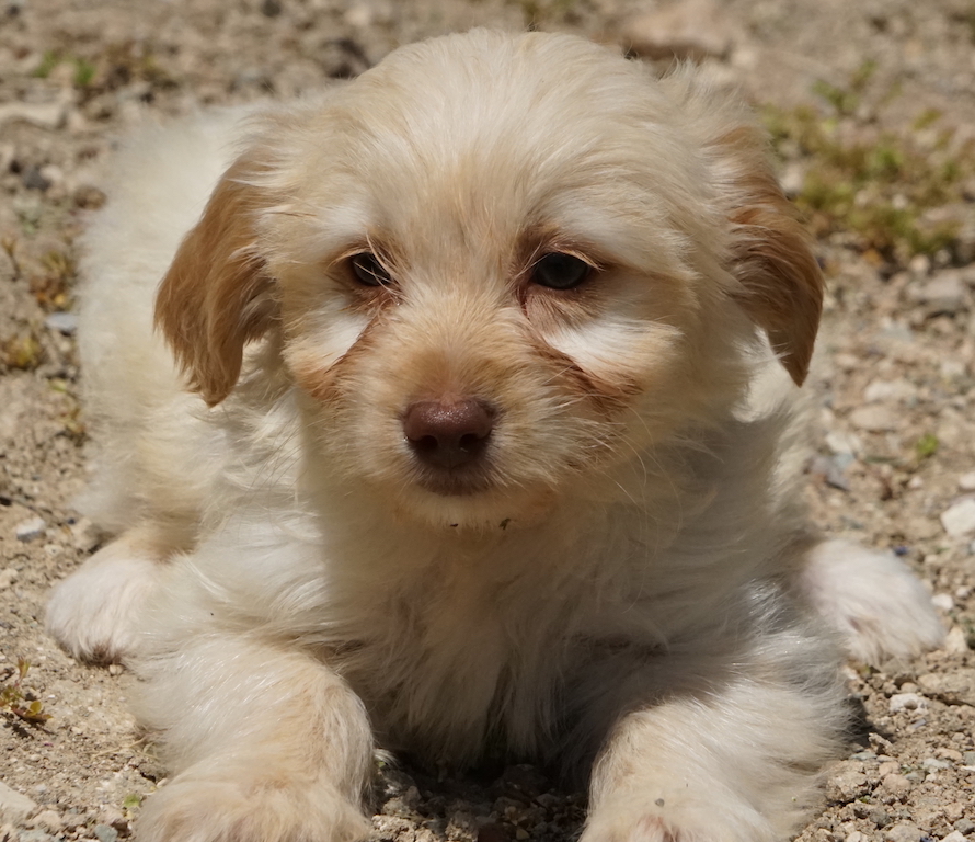 Terrier Mischlings Welpe aus dem Auslandstierschutz auf Zypern.