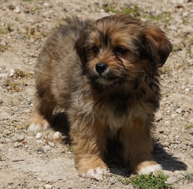 Terrier Welpe fliegt nach Deutschand zu seiner neuen Familie