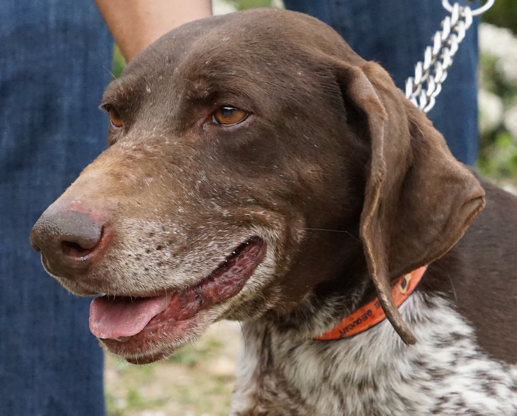 Jagdhund Zypern Tierheim 09673