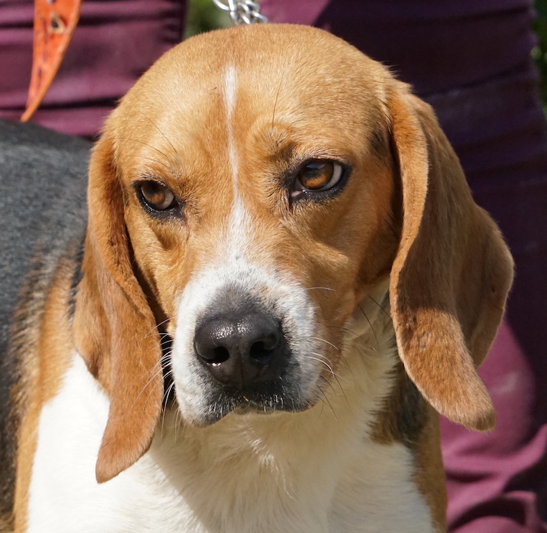 Beagle Hund Zypern Tierheim 16