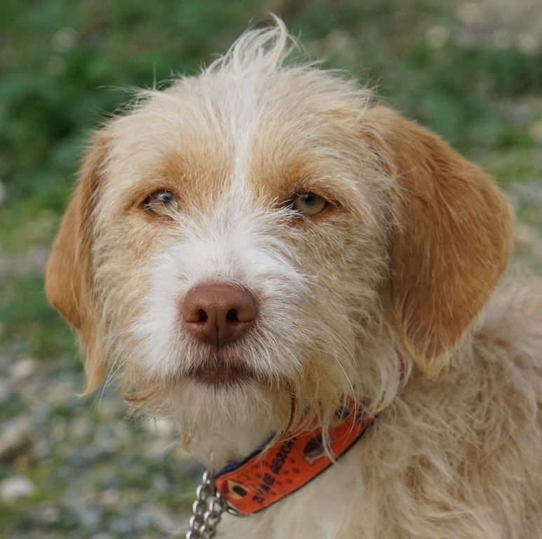 Irmi Terrier Hündin Tierschutz7