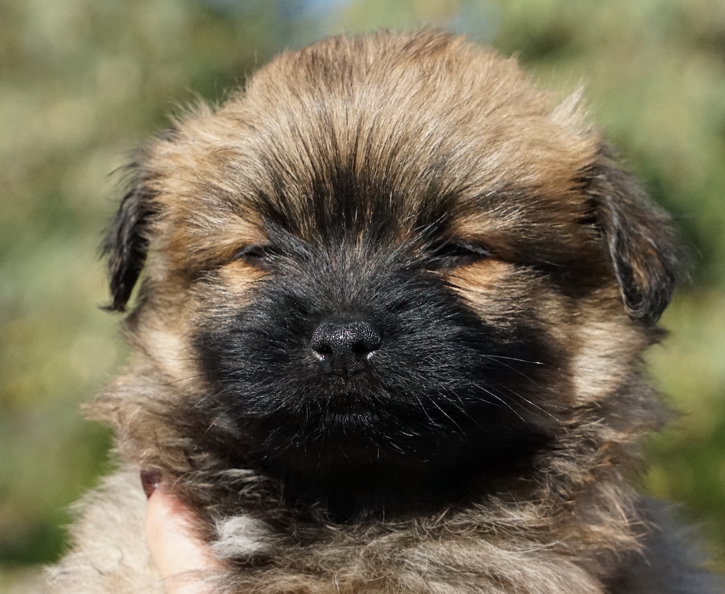 TerrierX Rüde1 Tierschutz Zypern 10
