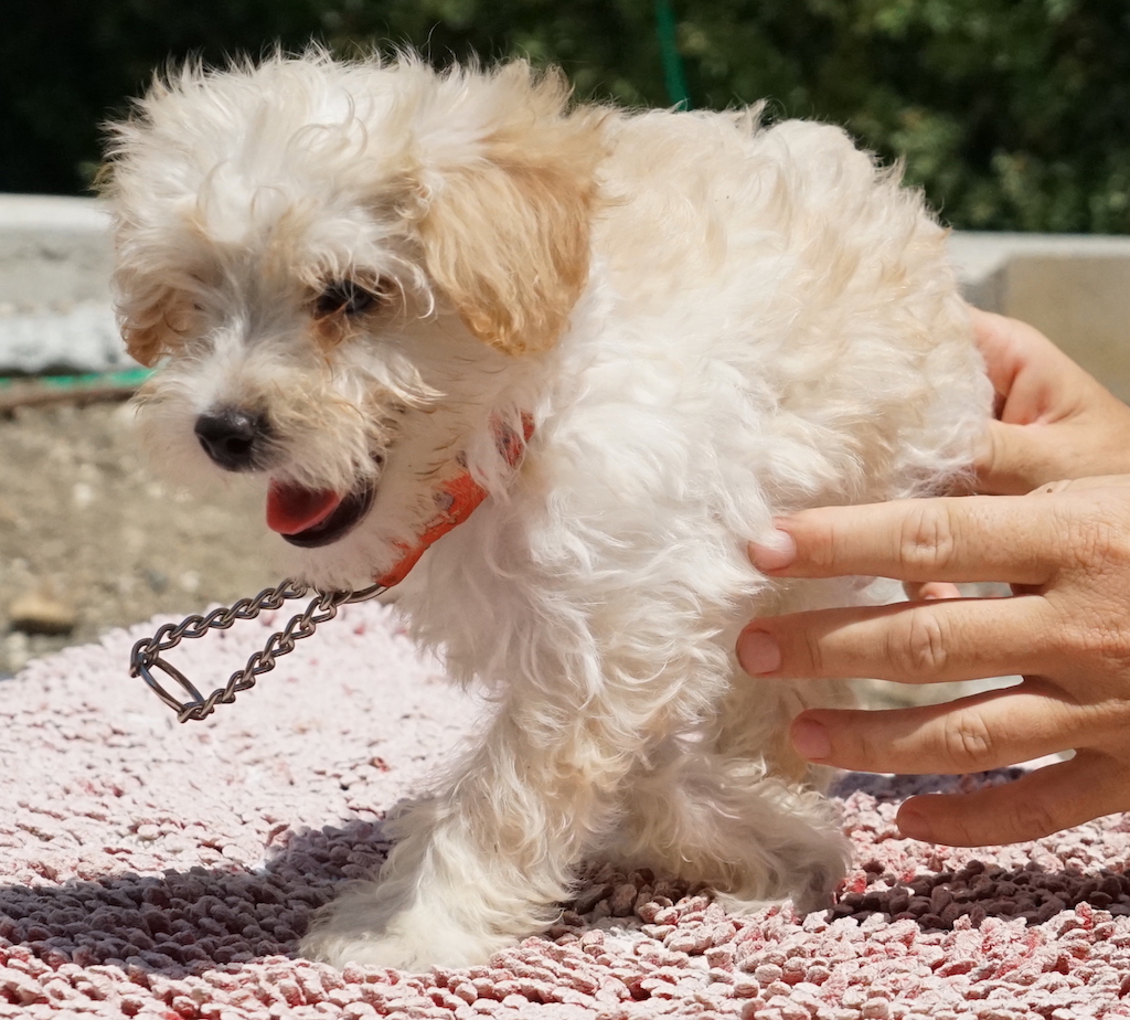 Pudel Terrier Welpe aus Zypern fliegt nach Düsseldorf.
