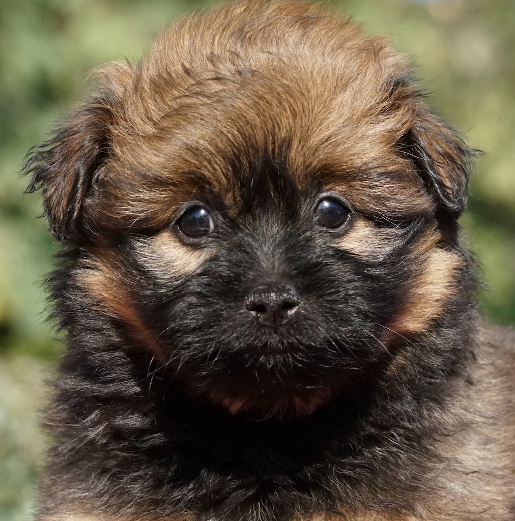 TerrierX Hündin Tierschutz Zypern 07