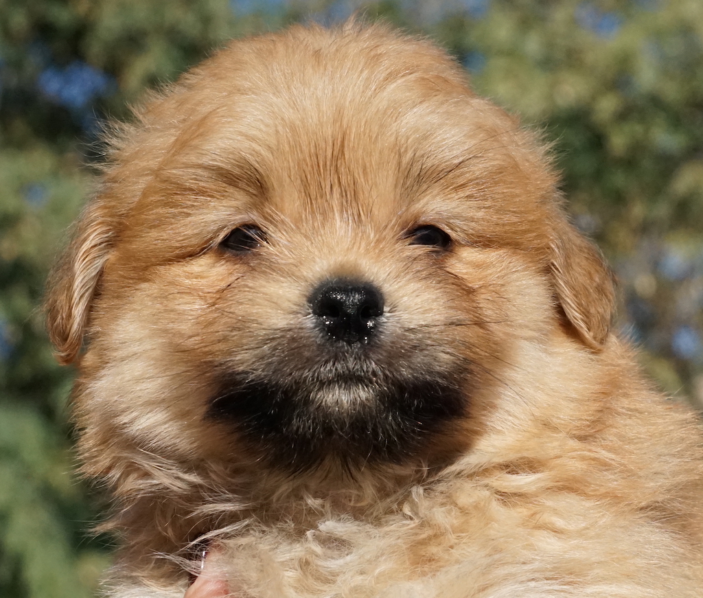 TerrierX Rüde2 Tierschutz Zypern 08