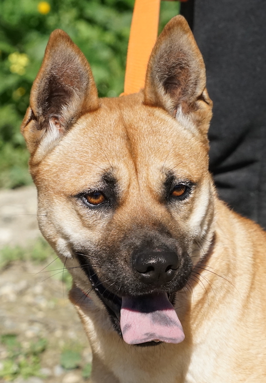 ChowChow Zypern Auslandstierschutz 31