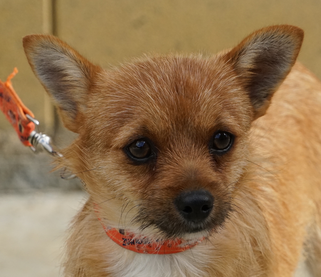SpitzTerrierX Tierschutz Zypern Rüde 08