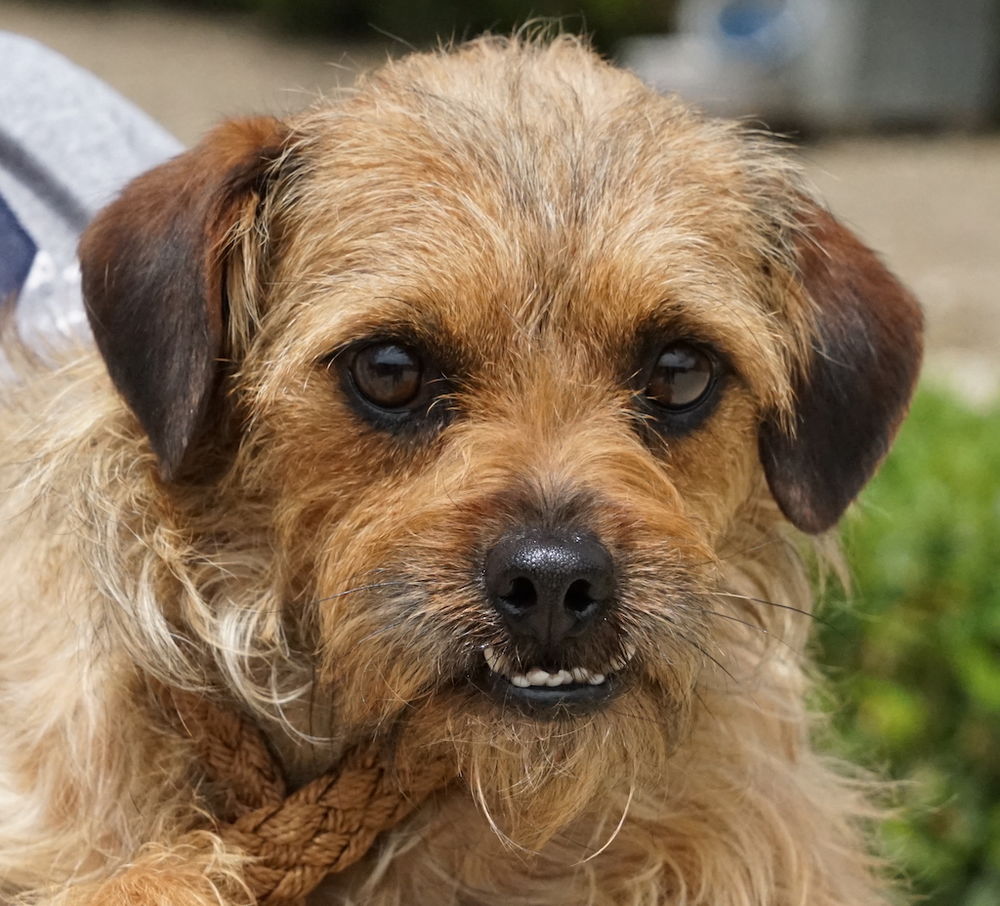 Terrier Mischling Rüde Tierheim Zypern 03