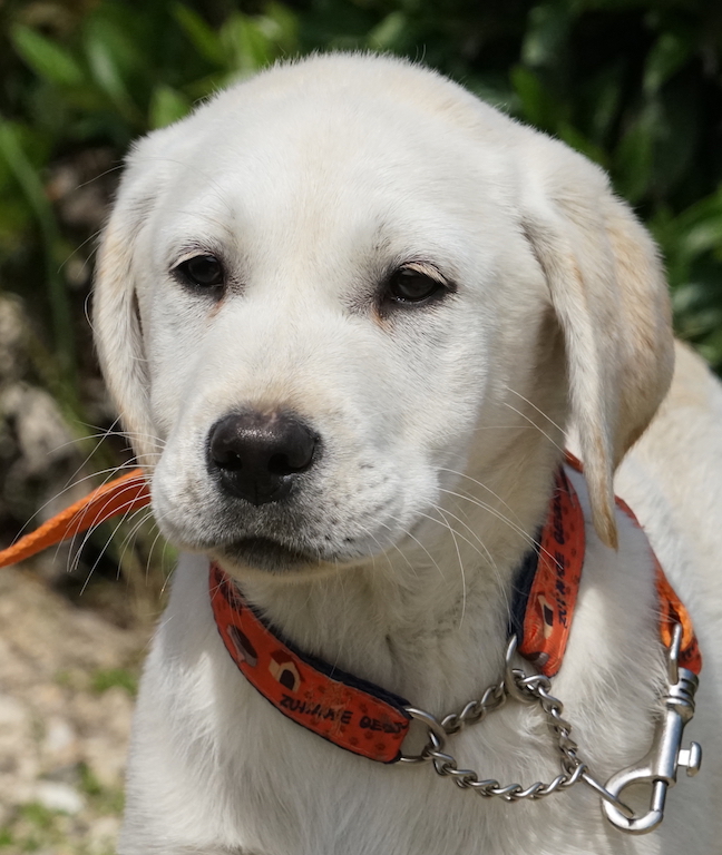 LabradorX Hündin TierheimZypern 7