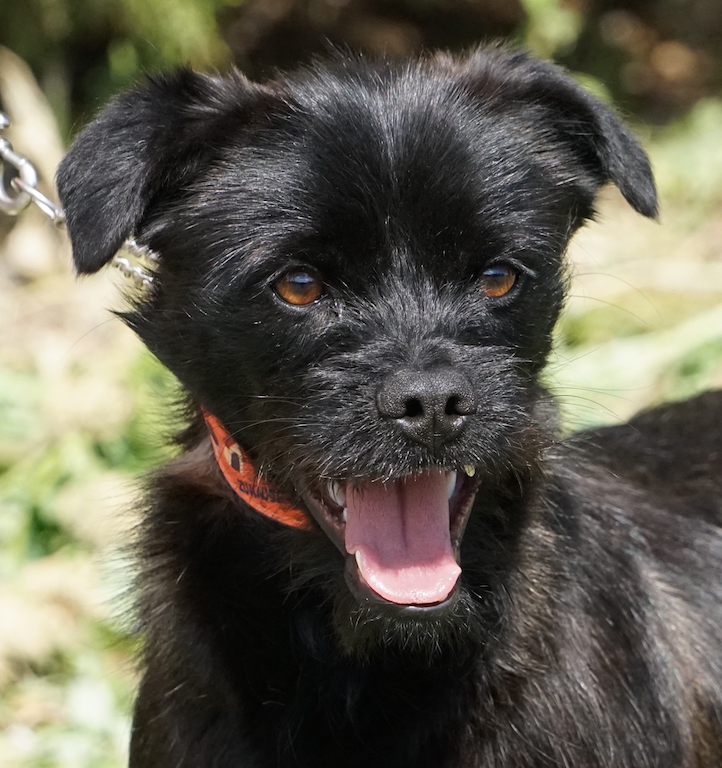 Schnauzer Hund Zypern Tierschutz 47