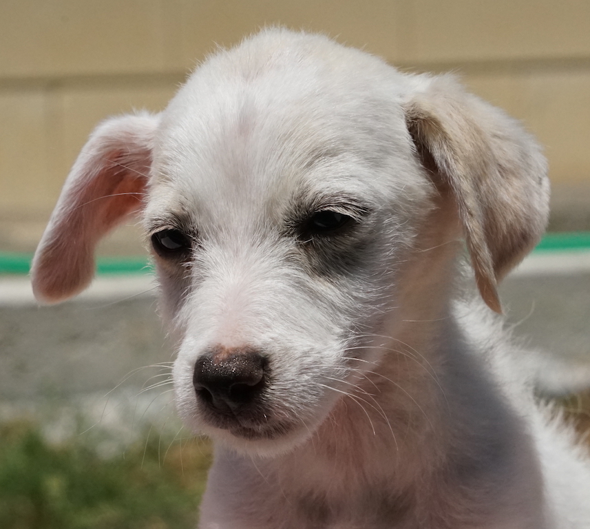 Melvin Mischling Chihuahua Welpe Tierheim 6