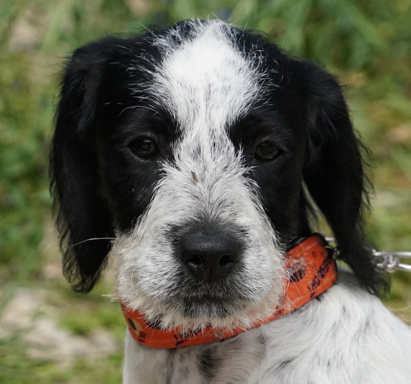 Terrier Welpe Zypern Tierheim 87
