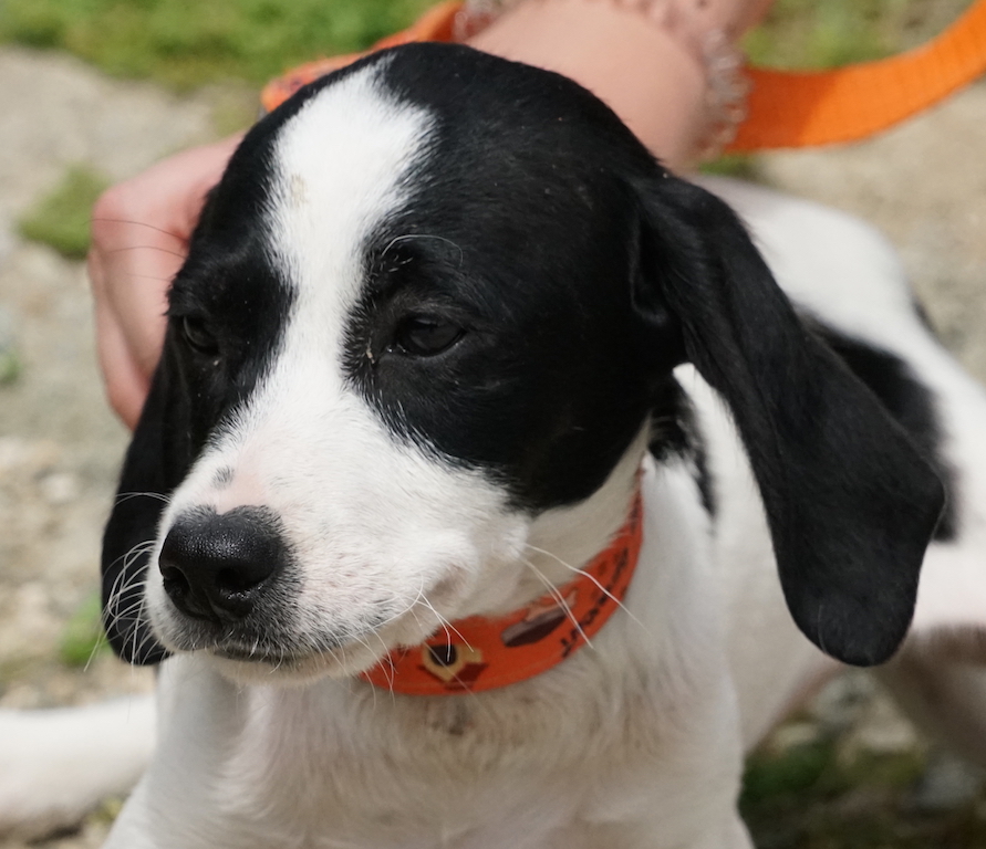 Terrier Welpe Zypern Tierheim 03
