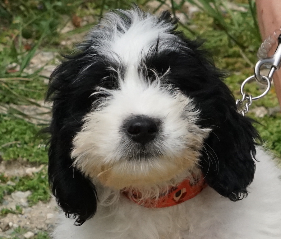 Terrier Welpe Zypern Tierheim 79