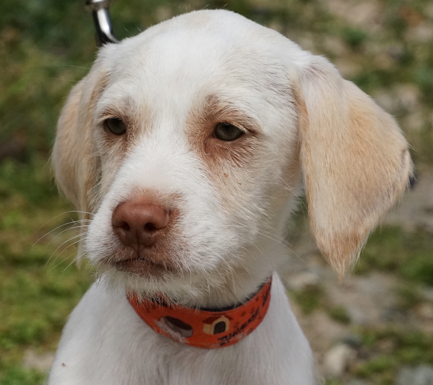 Terrier Welpe Zypern Tierheim 52