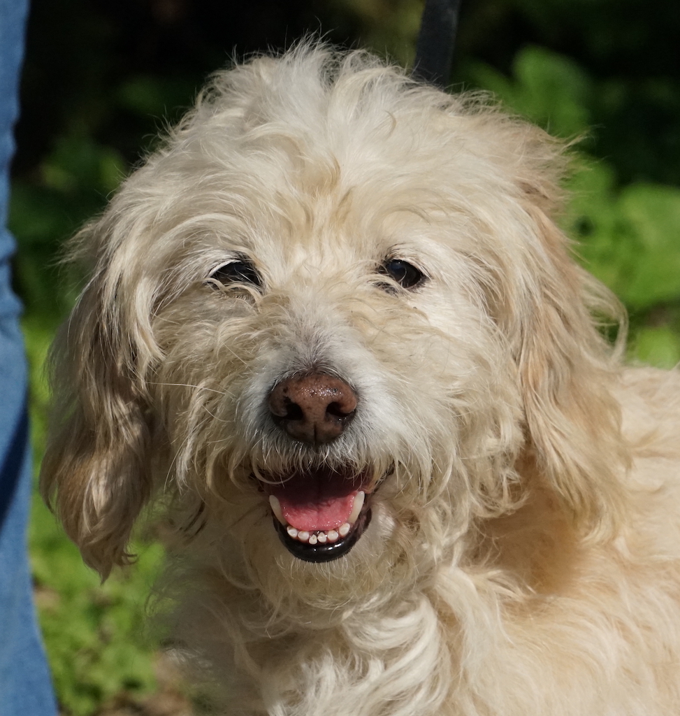 PoodleTerrierX Rude Tierschutz Zypern 07