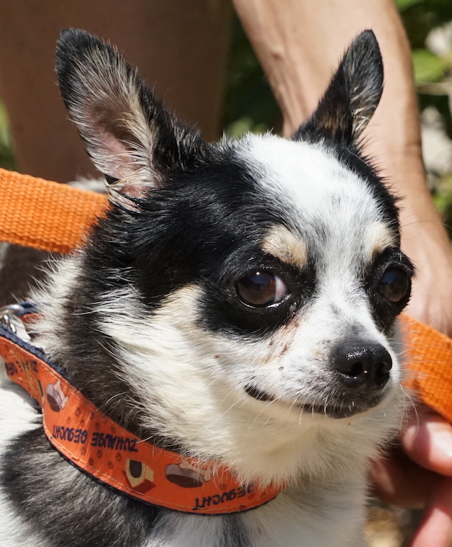ChihuahuaX Rüde Auslandstierschutz 4