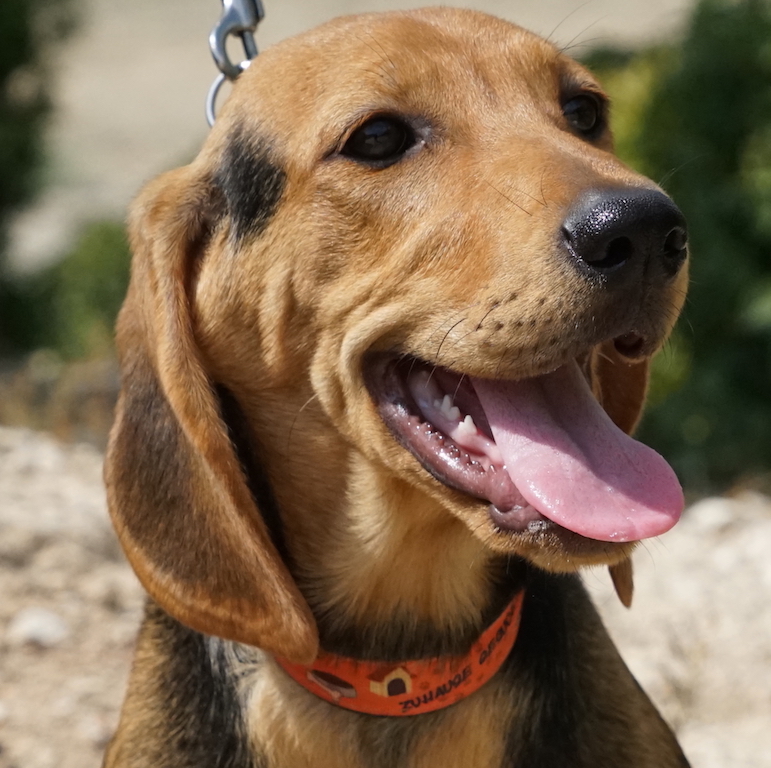 Jagdhundmischling aus dem Tierschutz auf Zypern fliegt nach Frankfurt in eine Pflegestelle.