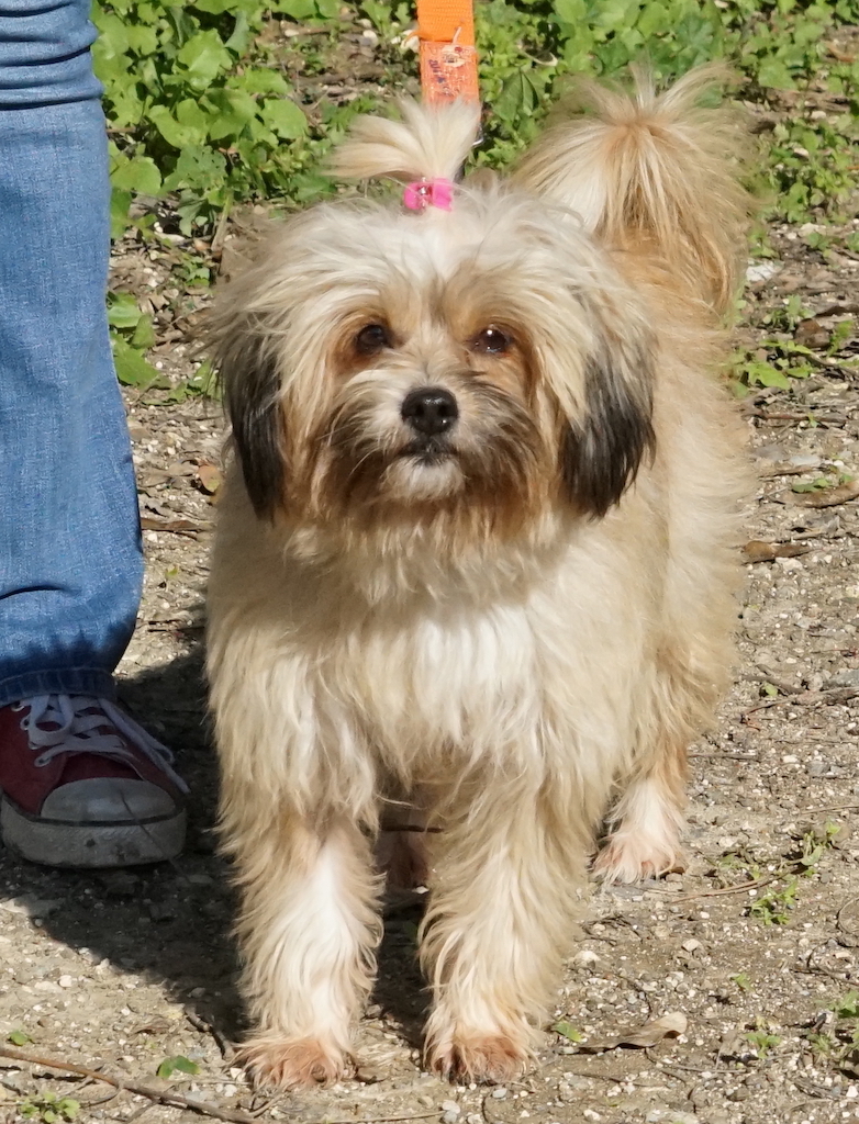 TerrierX Hündin Tierschutz Zypern 3