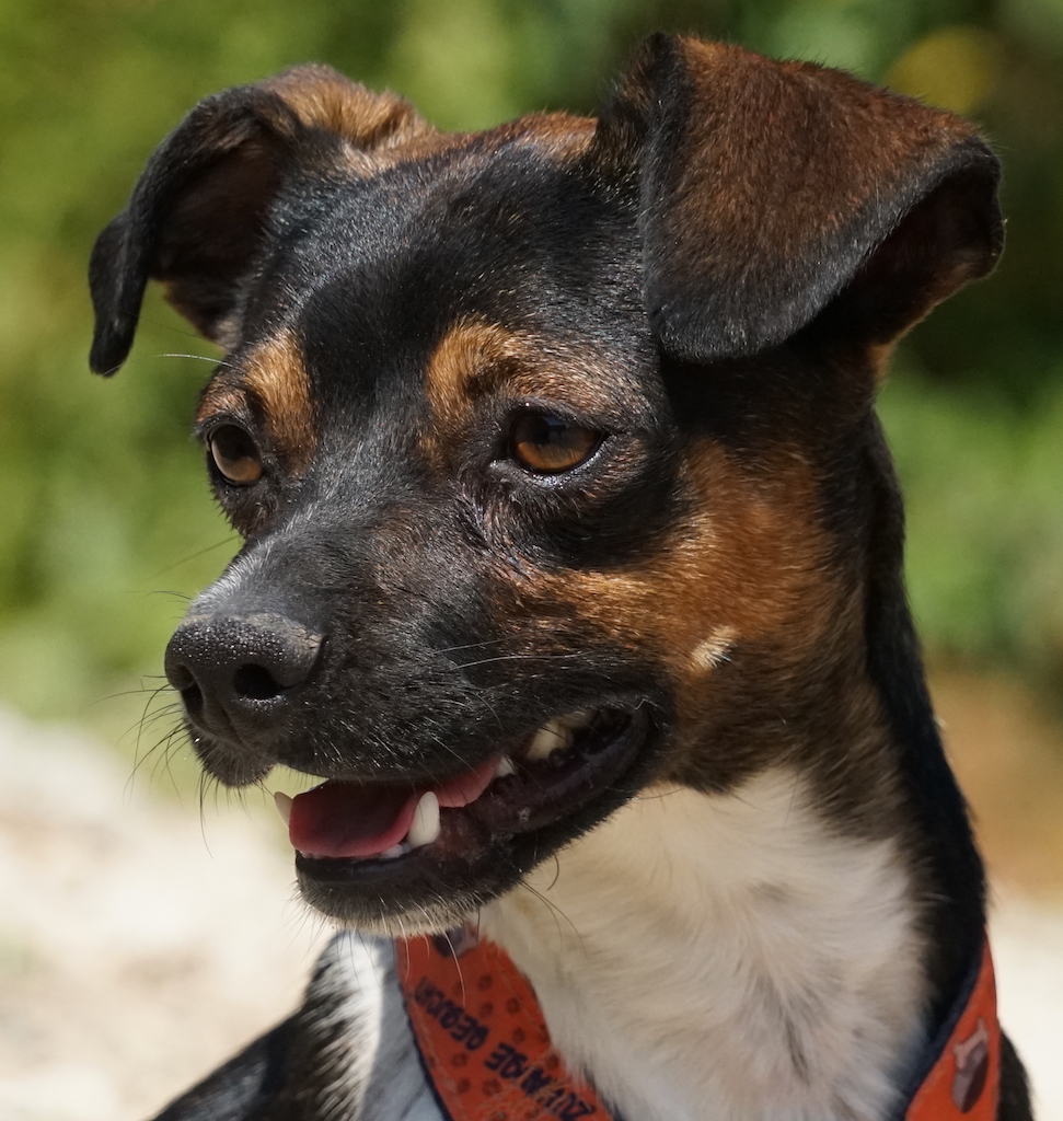 Jack Russel Mix fliegt nach München.