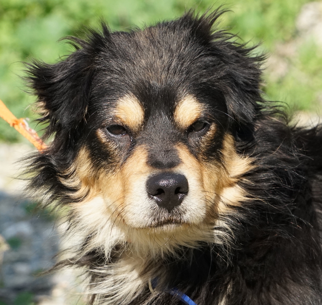 Mix Rüde TierschutzZypern 7