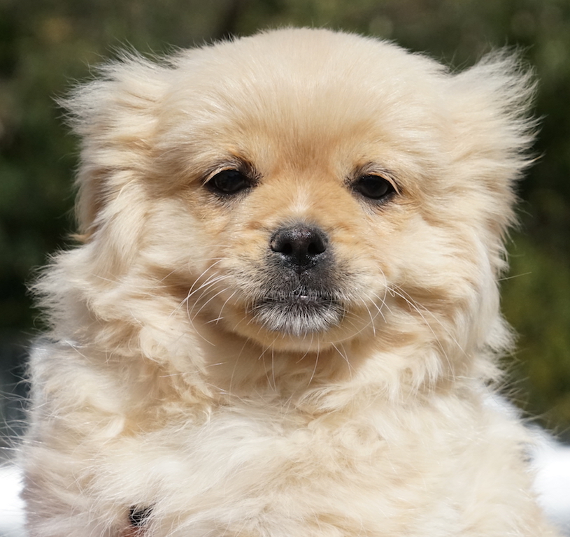 Mix Welpe Zypern Tierschutz 44
