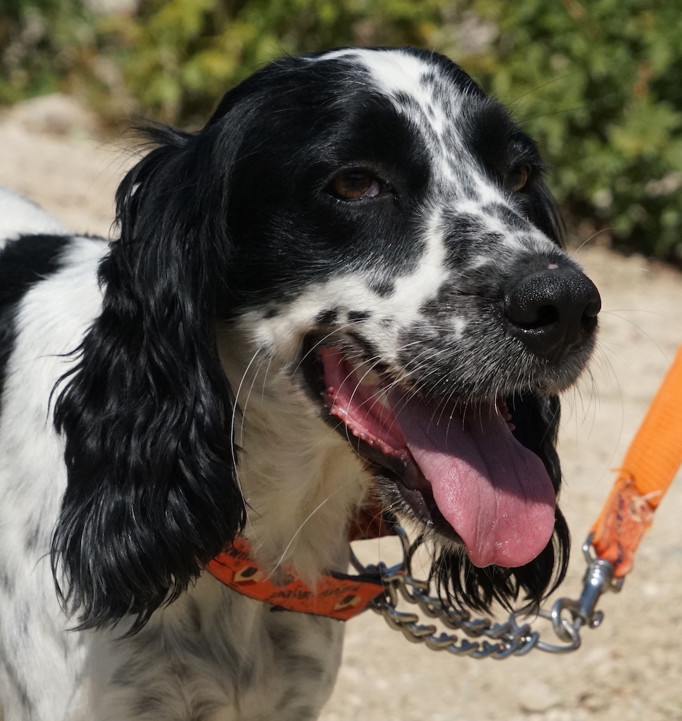 SpanielX Rüde Tierheim Zypern 05