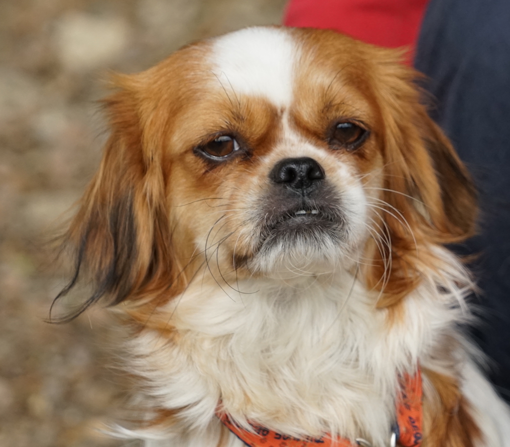 SpanielX Hundin Tierschutz Zypern 06