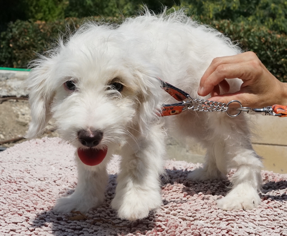 Terrier Mischlings Welpe aus dem Auslandstierschutz auf Zypern fliegt nach Hamburg.