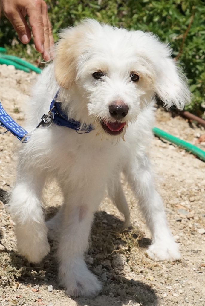 Terrier Welpe fliegt von Zypern nach Deutschland in seine Pflegestelle.
