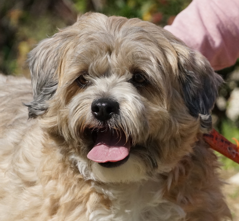 Mischling Hund Zypern Tierheim 73
