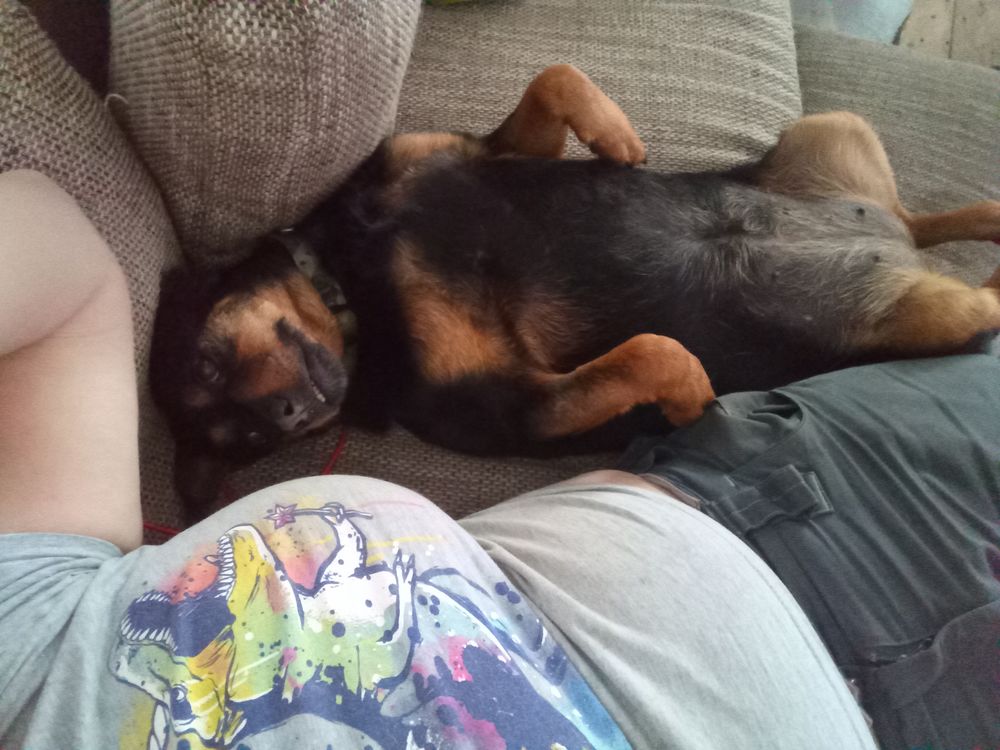 Pinscher Mischling lebt in einer Pflegestelle im Westallgäu.