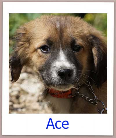 Ace Tierschutz Zypern Hund prof 1