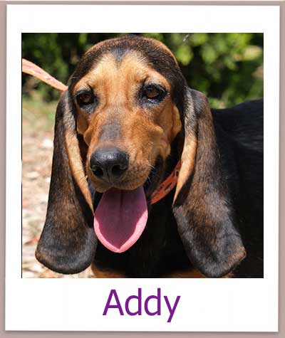 Addy Tierschutz Zypern Hund prof