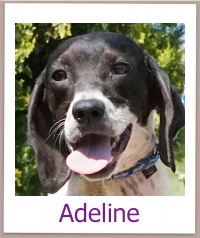 Adeline Tierschutz Zypern Hund prof