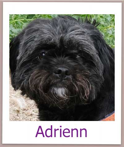 Adrienn Tierschutz Zypern Hund prof
