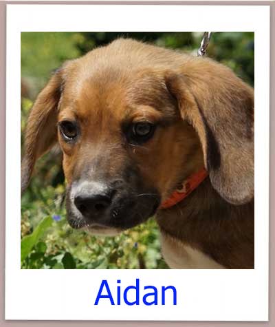 Aidan Tierschutz Zypern Hund prof 1