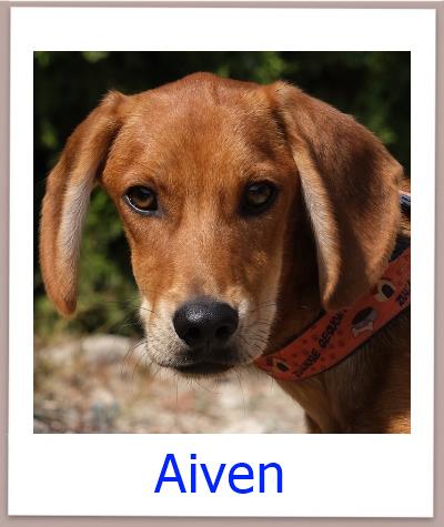 Aiven Tierschutz Zypern Hund prof