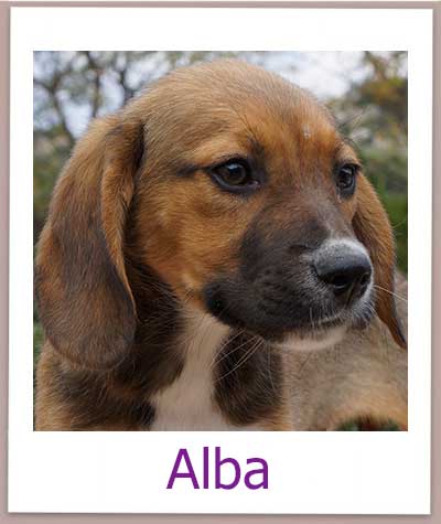 Alba Tierschutz Zypern Hund prof 1