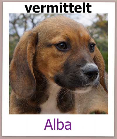 Mischling aus dem Tierheim Zypern sucht ein Zuhause.