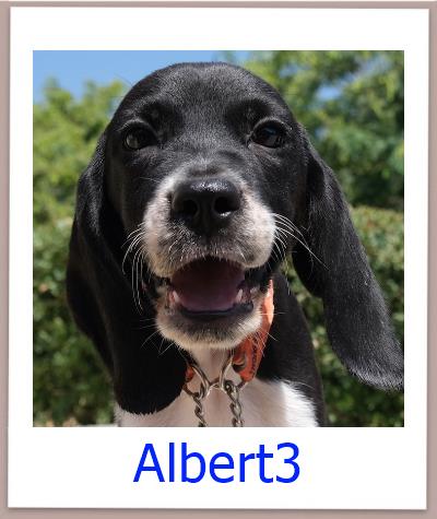 Albert3 Tierschutz Zypern Hund prof